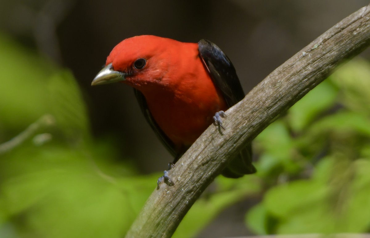 Scarlet Tanager - ML618980814