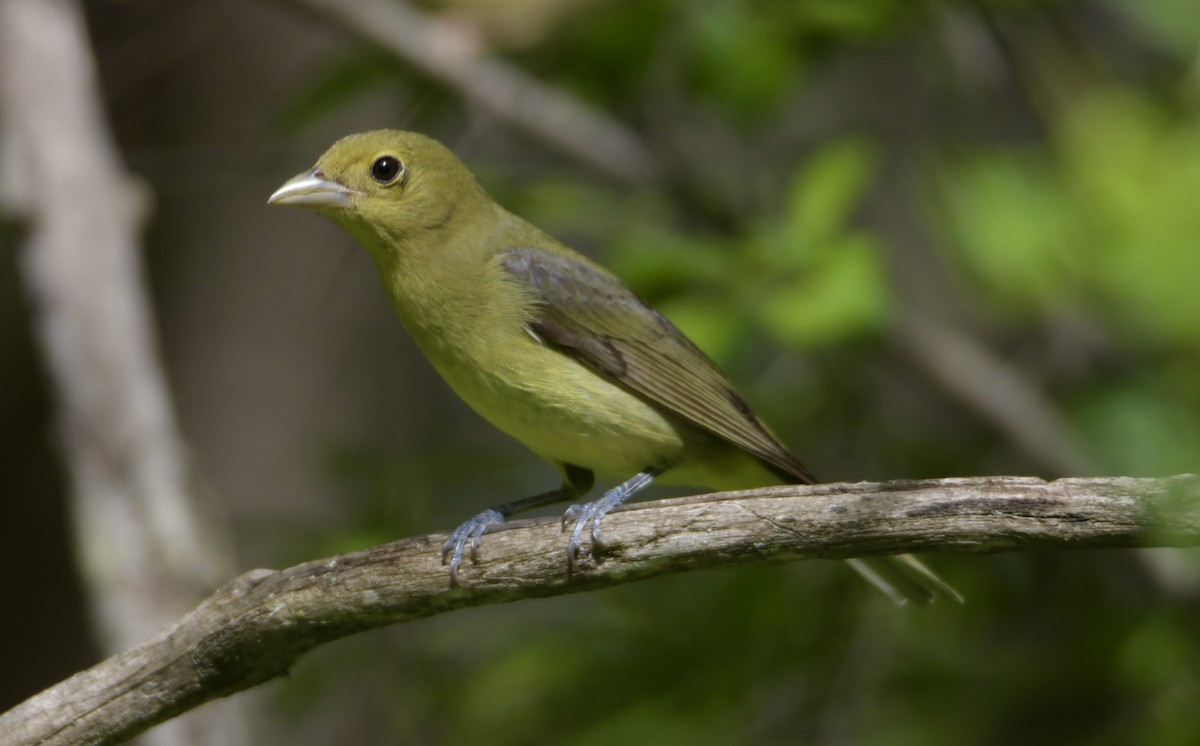 Scarlet Tanager - ML618980815
