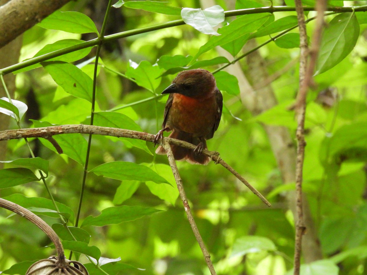 Red-throated Ant-Tanager - ML618980822