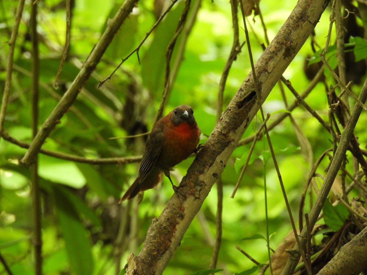 Red-throated Ant-Tanager - ML618980824