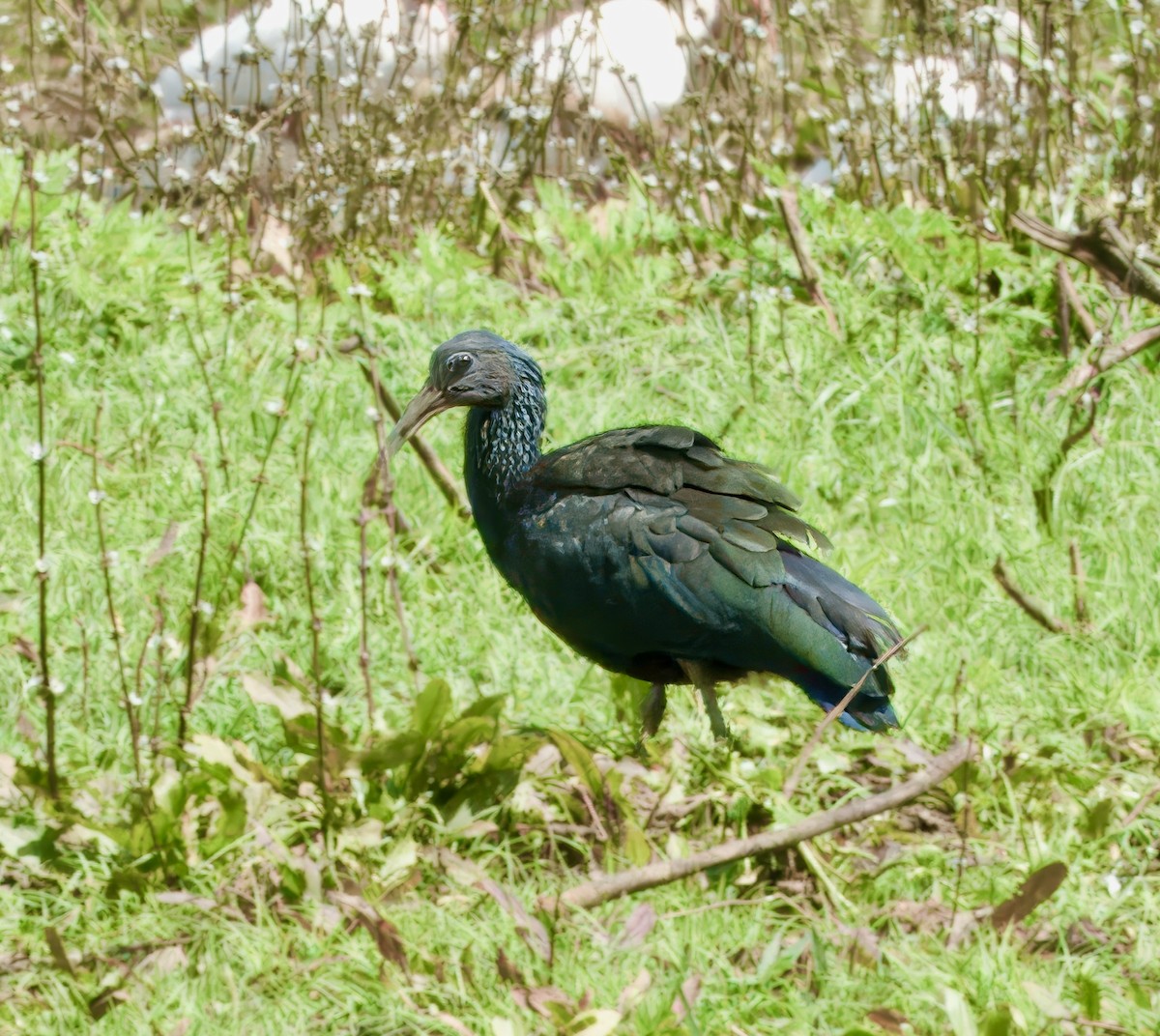 ibis zelený - ML618980840