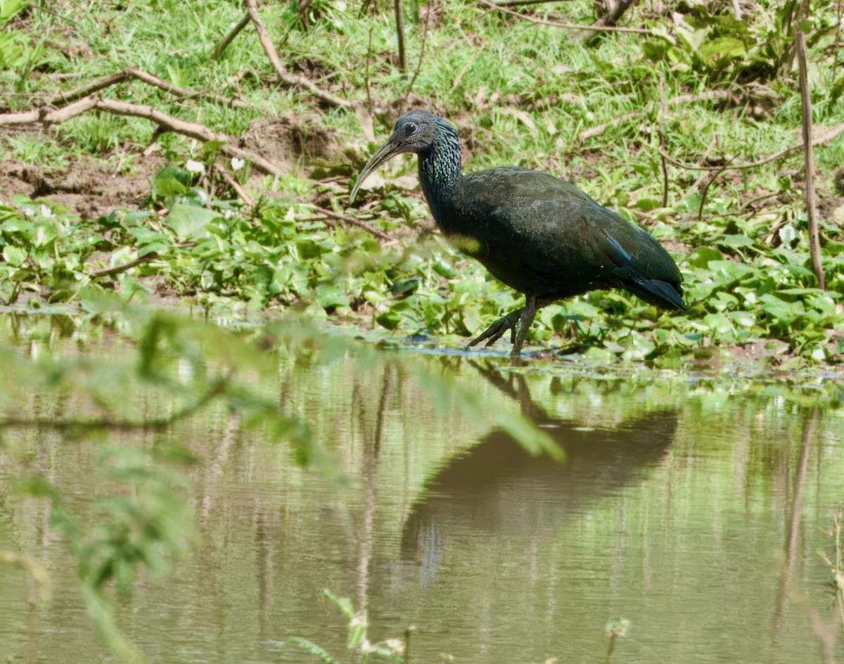 ibis zelený - ML618980841