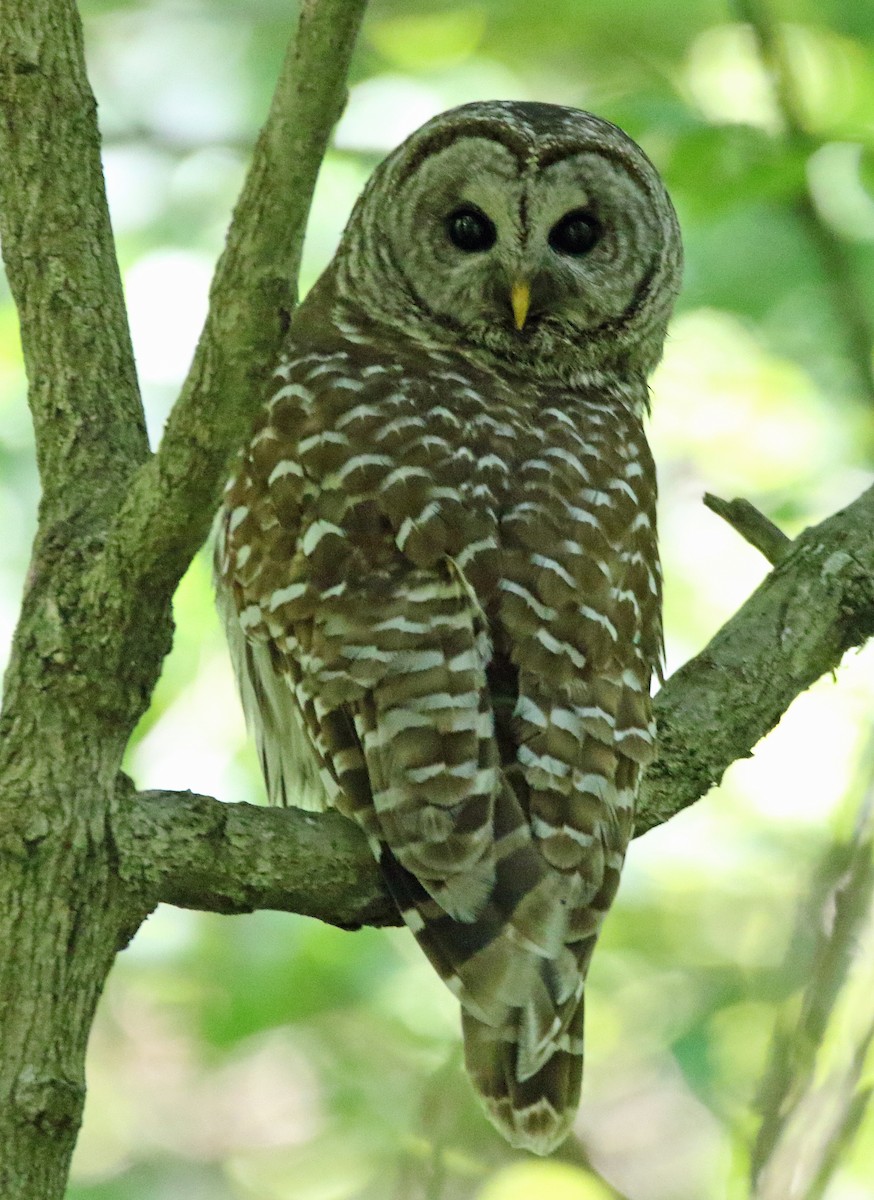 Barred Owl - William Parkin