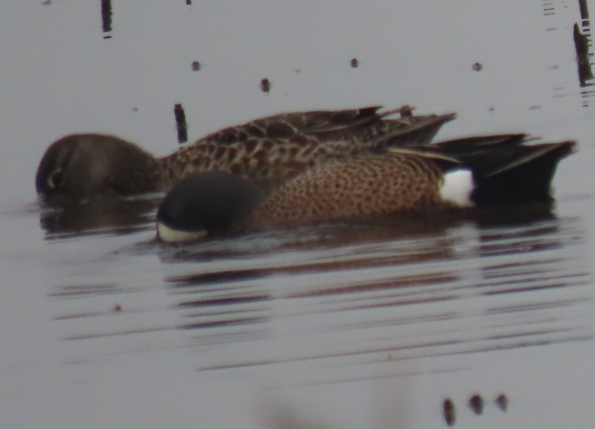 Blue-winged Teal - Bill Wright_cc