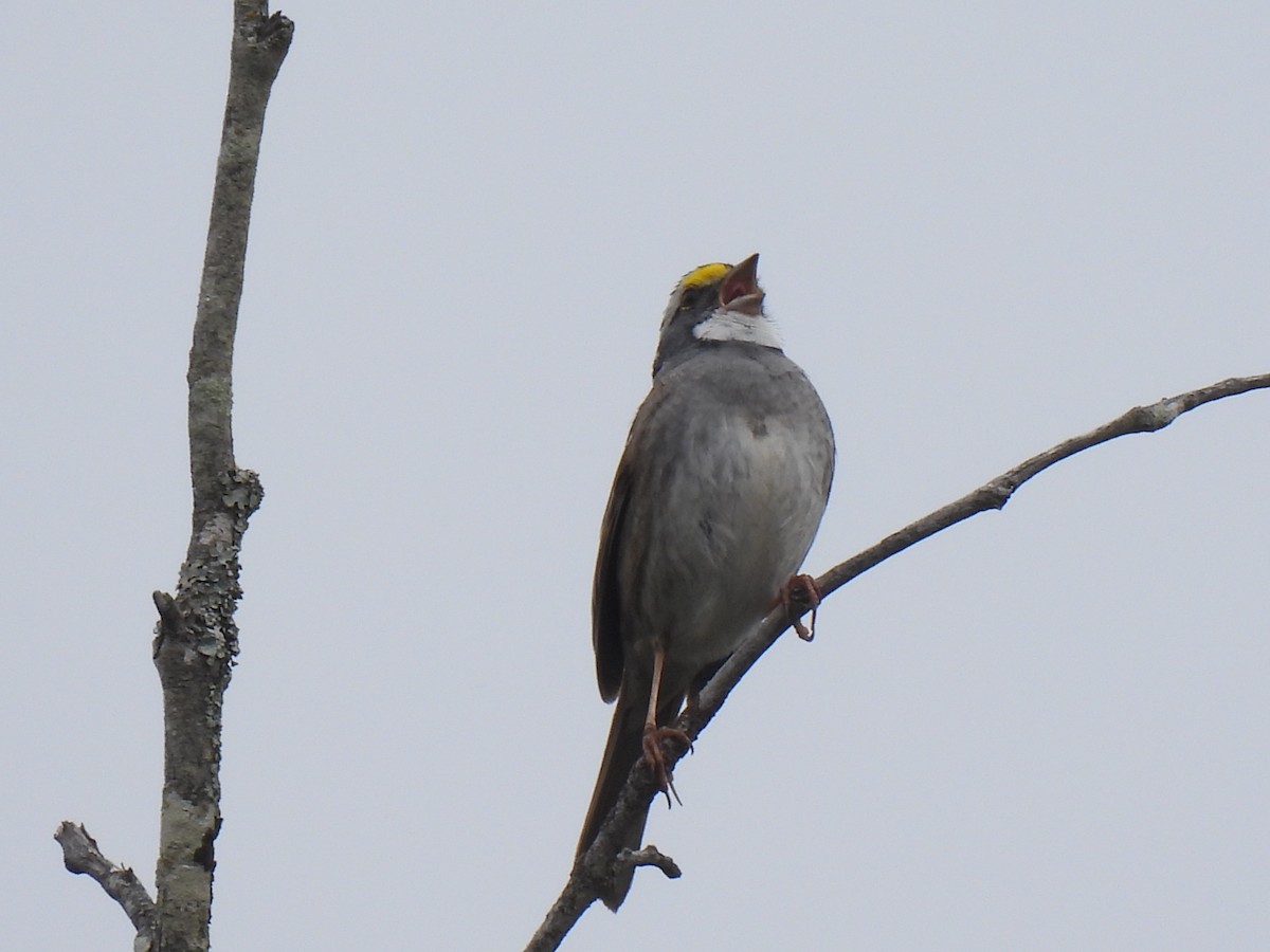 White-throated Sparrow - Heather Gray Toner