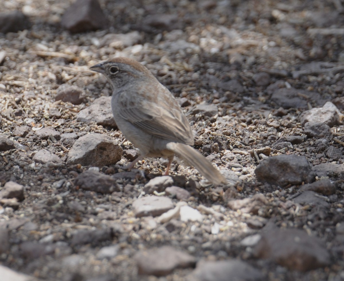 Rufous-crowned Sparrow - Donna L Dittmann