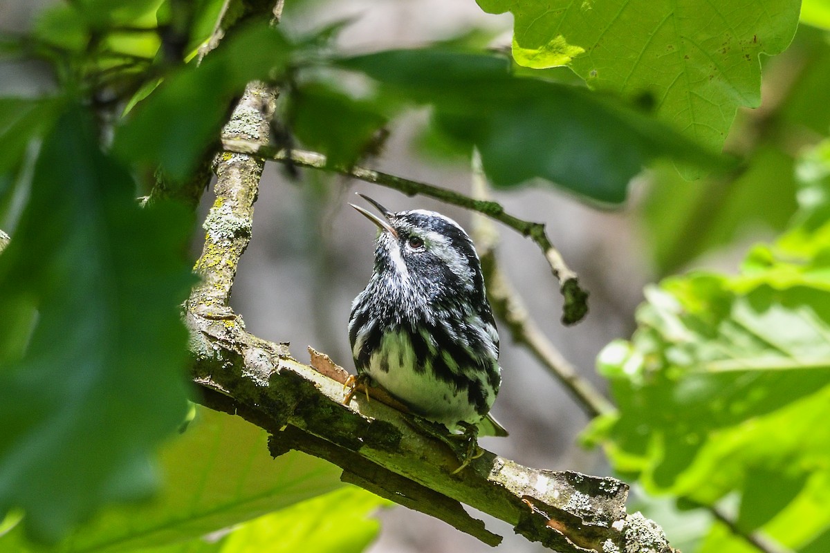 Black-and-white Warbler - ML618980946