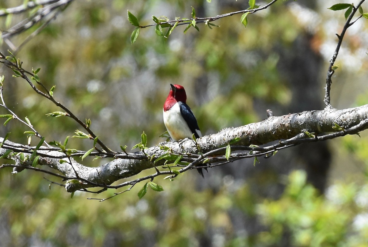 Red-headed Woodpecker - ML618980983