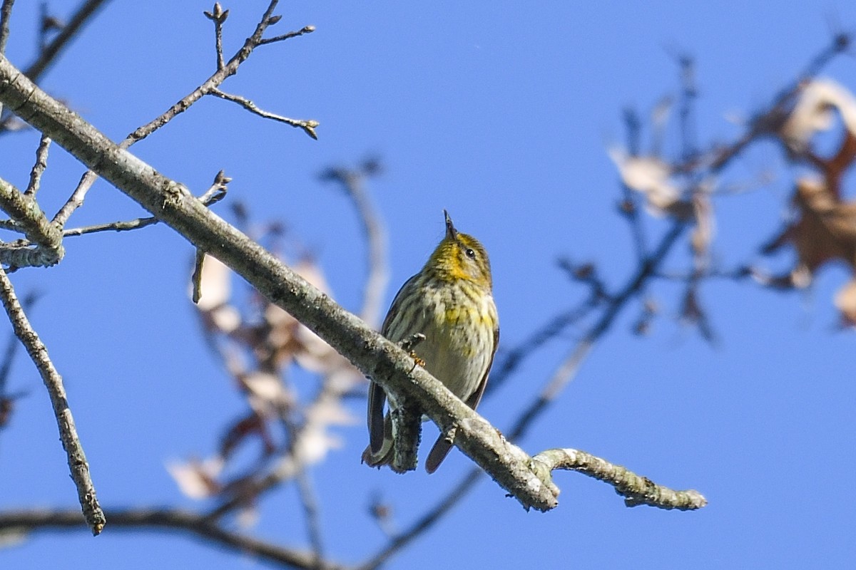 Cape May Warbler - ML618981009
