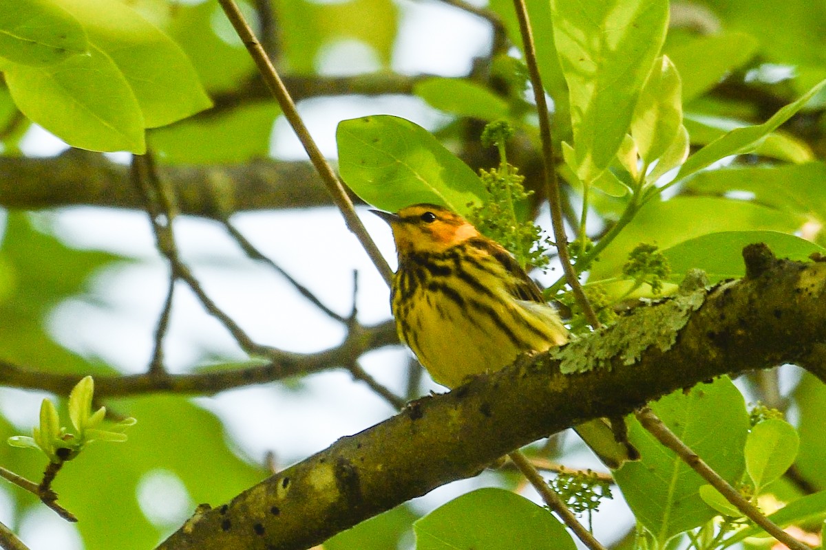 Cape May Warbler - ML618981010