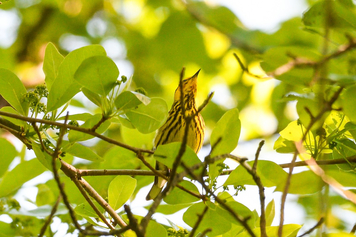 Cape May Warbler - ML618981011