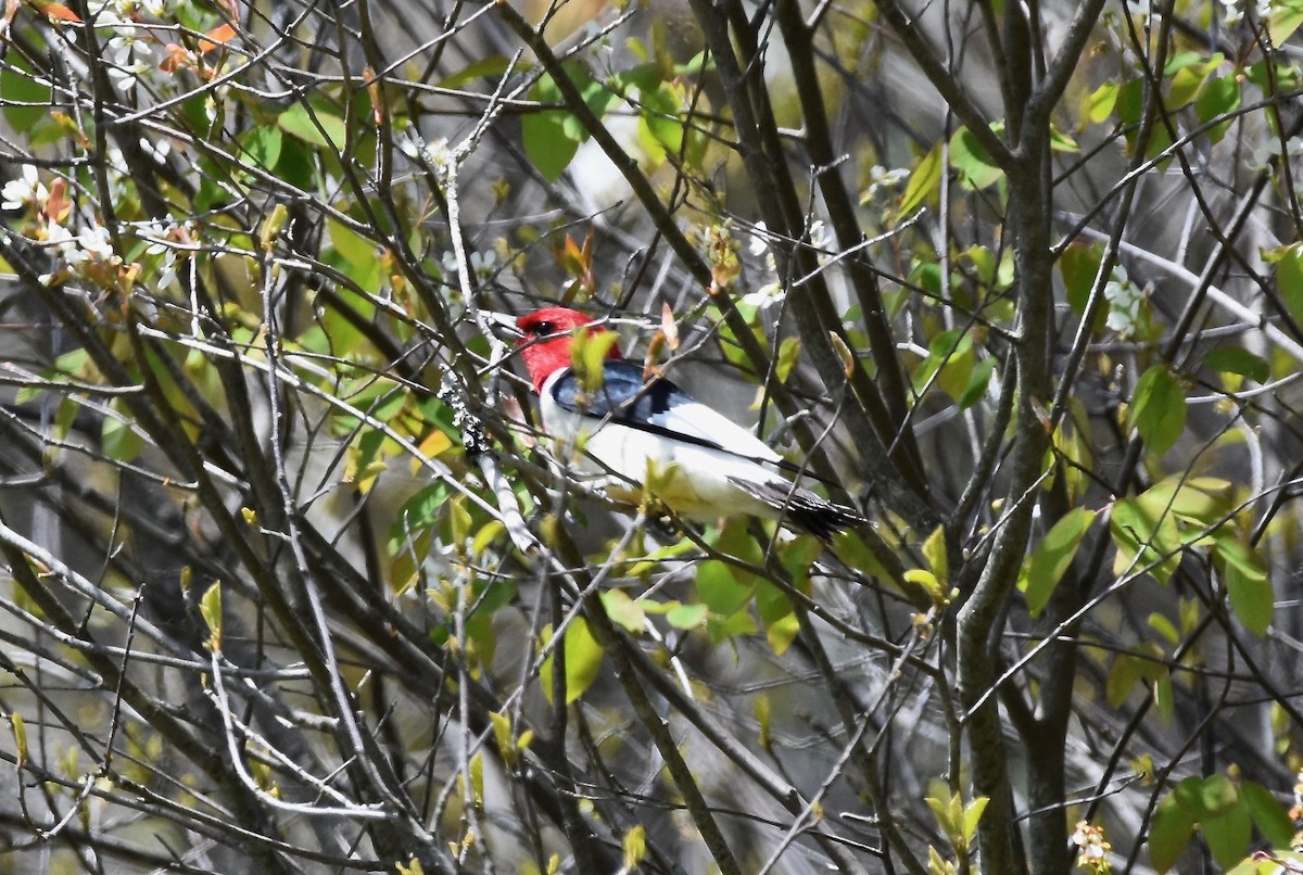Red-headed Woodpecker - ML618981012