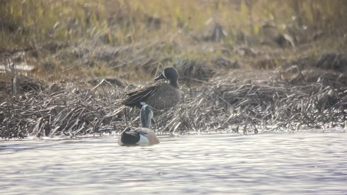 Blue-winged Teal - ML618981025