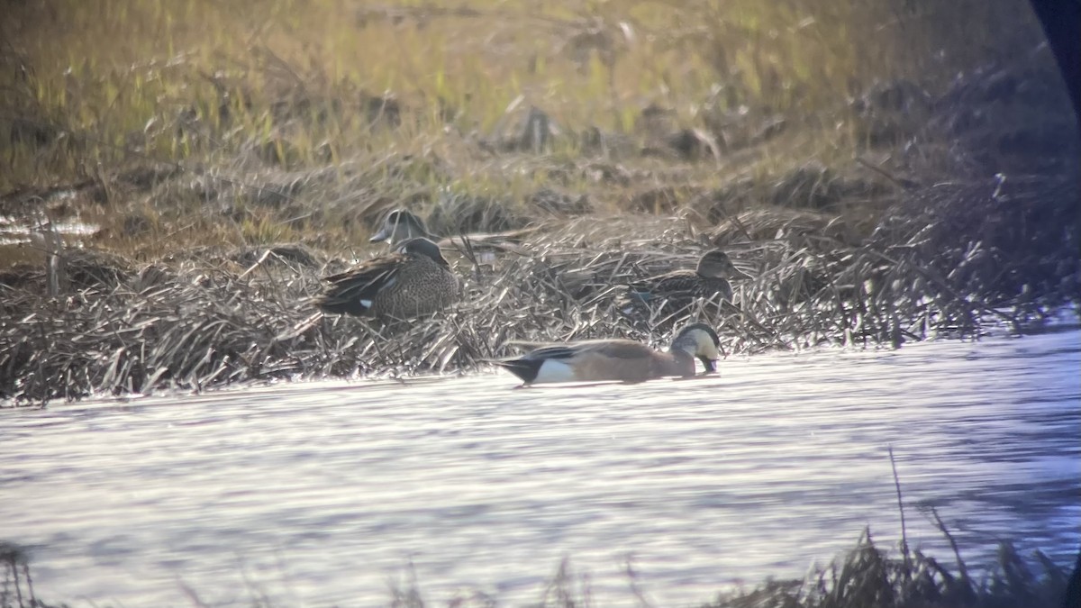 Blue-winged Teal - ML618981026