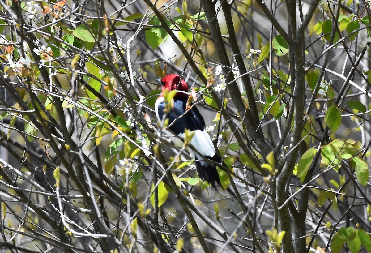 Red-headed Woodpecker - ML618981033