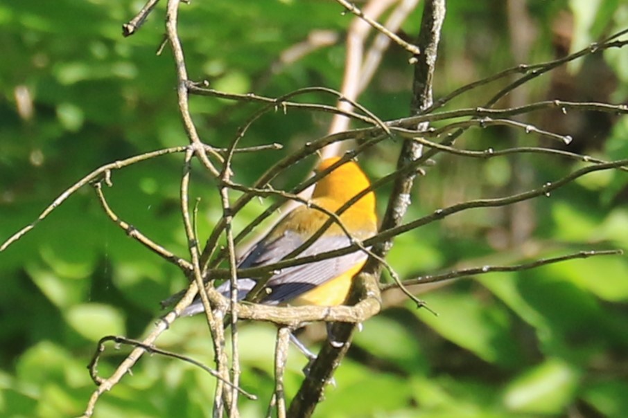 Prothonotary Warbler - ML618981049