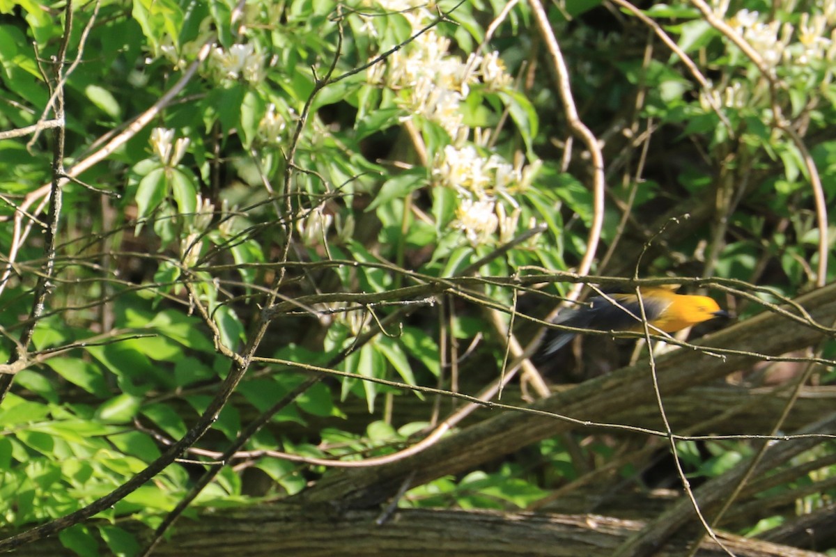 Prothonotary Warbler - ML618981051