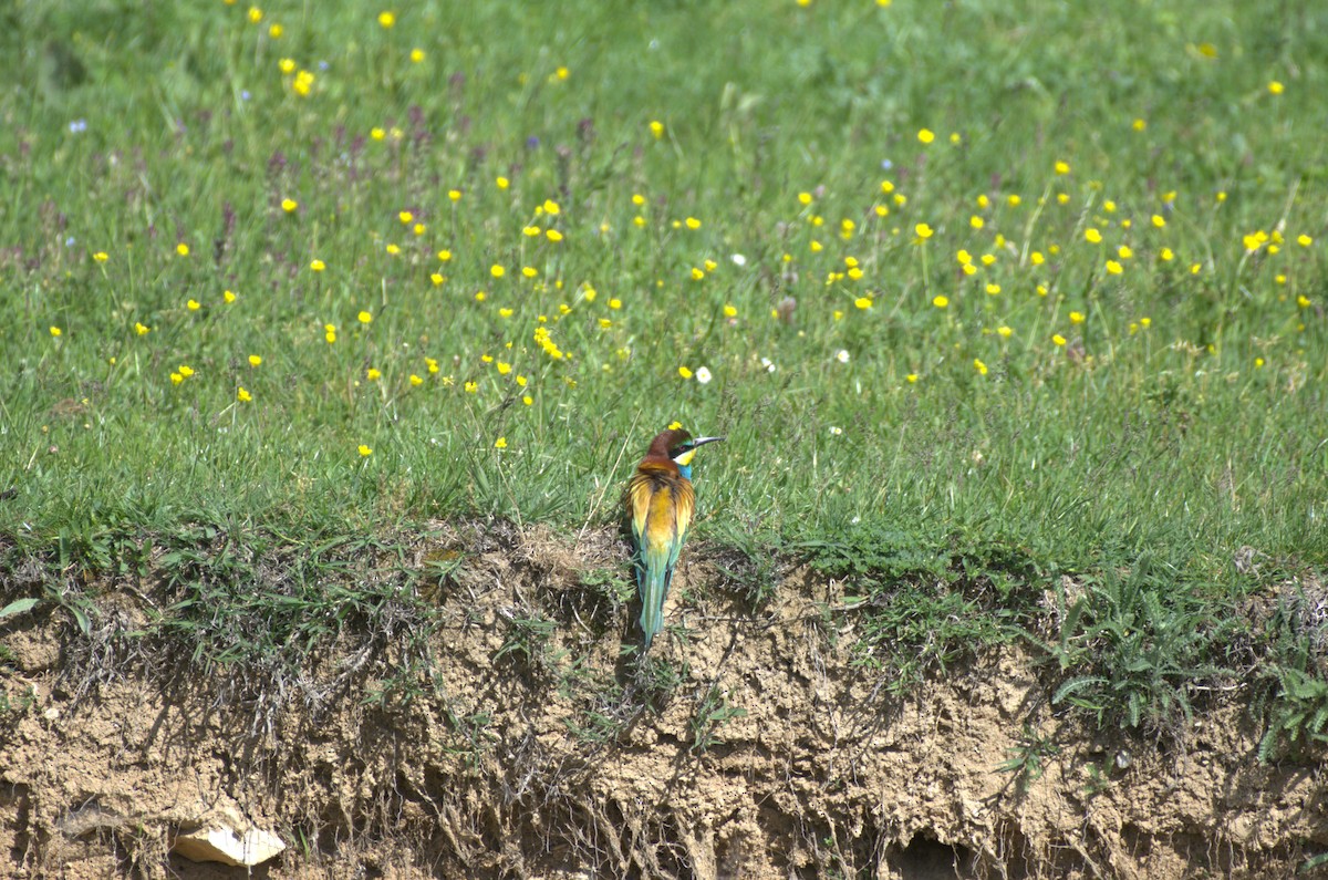 European Bee-eater - Umut Özten