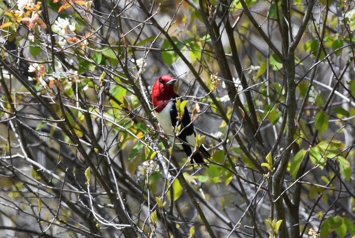Red-headed Woodpecker - ML618981059