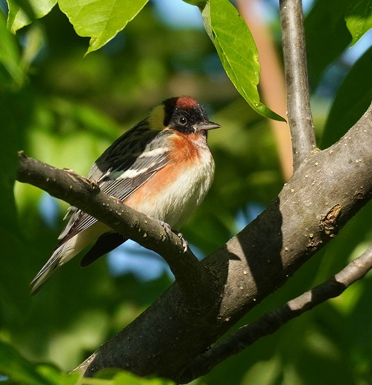 Bay-breasted Warbler - ML618981062