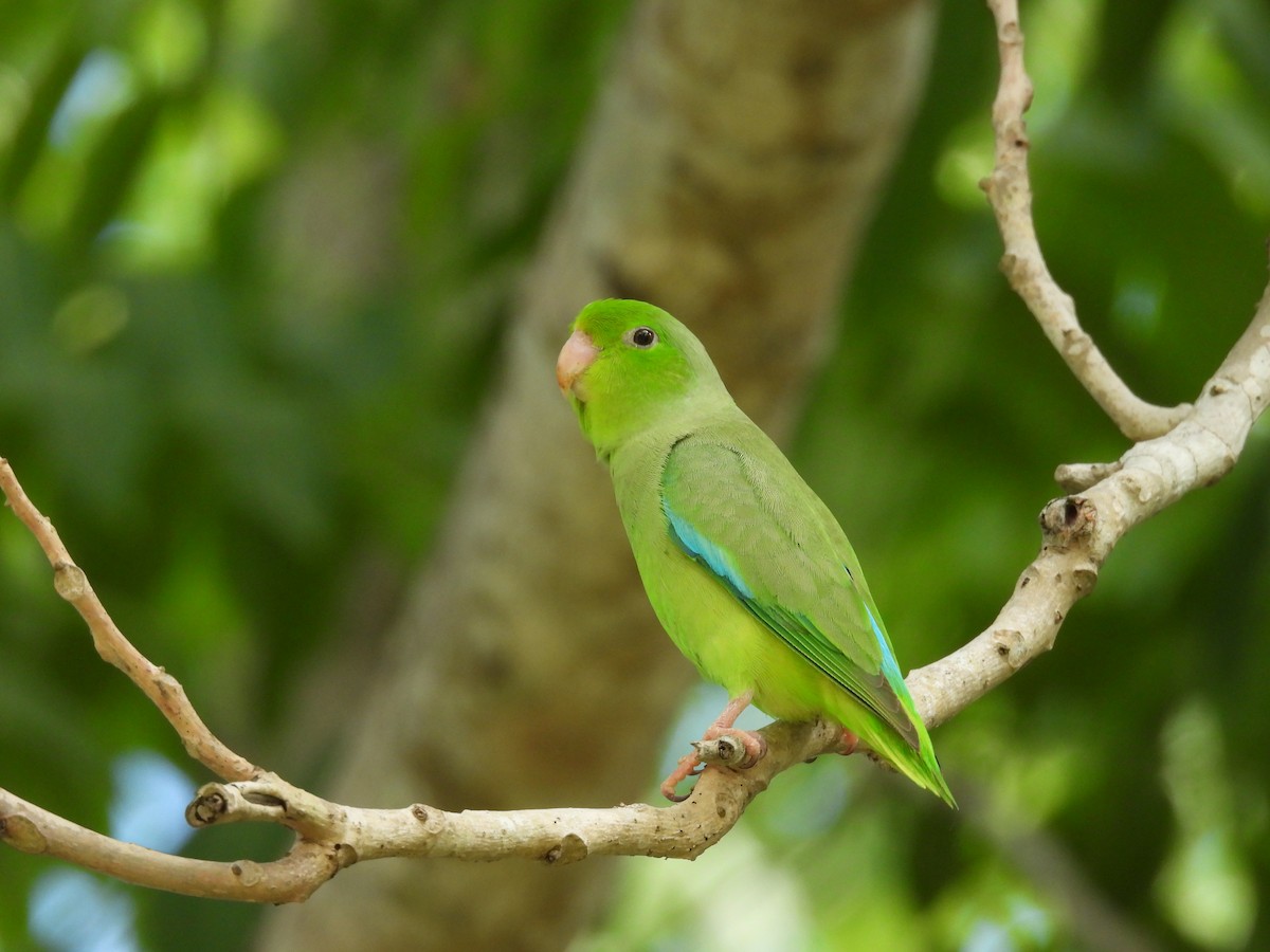 Turquoise-winged Parrotlet - ML618981133