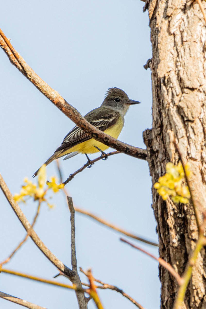 Great Crested Flycatcher - Jerry Chen