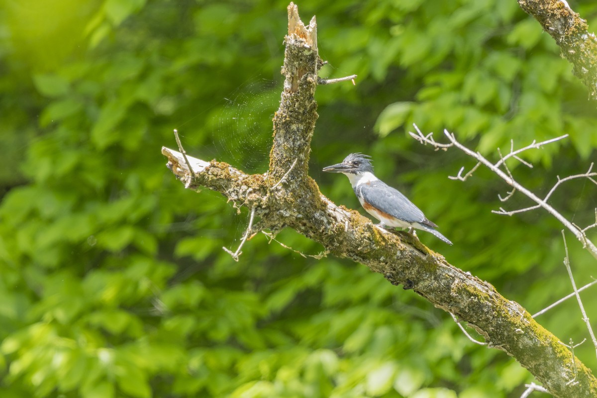 Belted Kingfisher - ML618981174