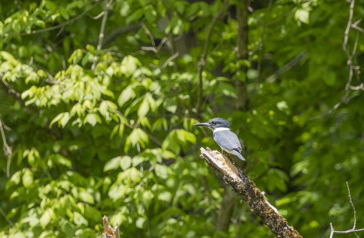 Belted Kingfisher - ML618981177