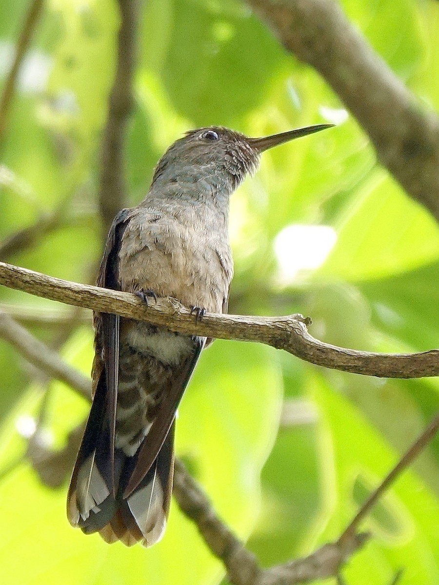 Scaly-breasted Hummingbird - ML618981196