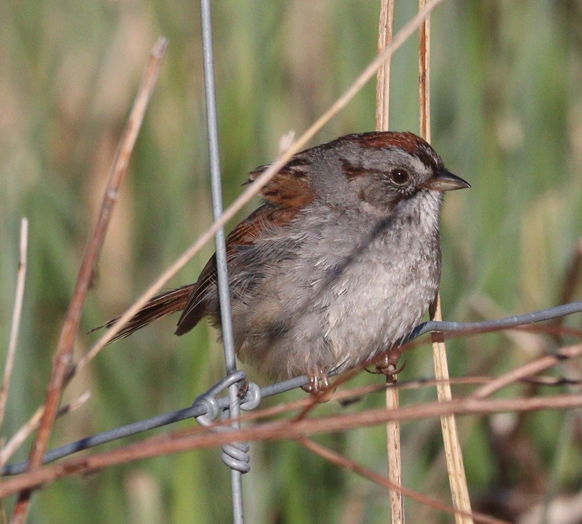 Swamp Sparrow - ML618981199