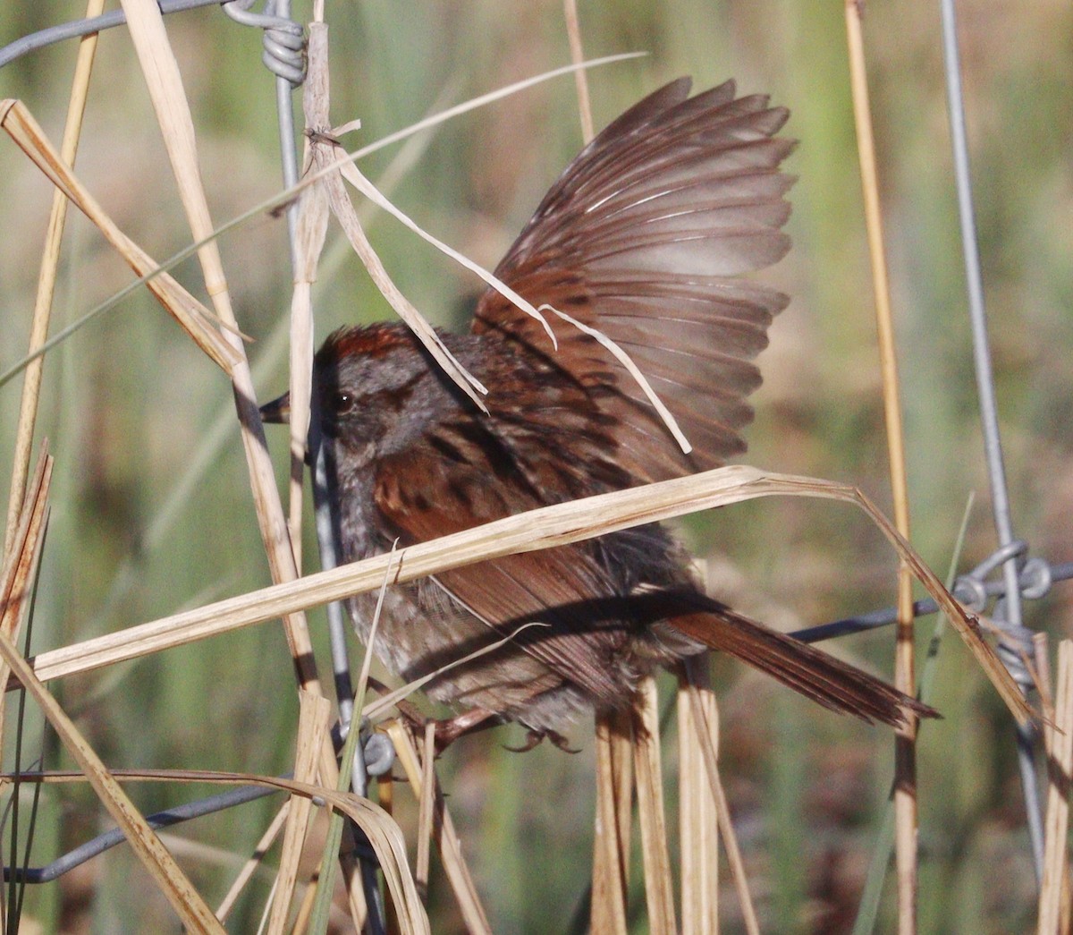 Swamp Sparrow - ML618981218