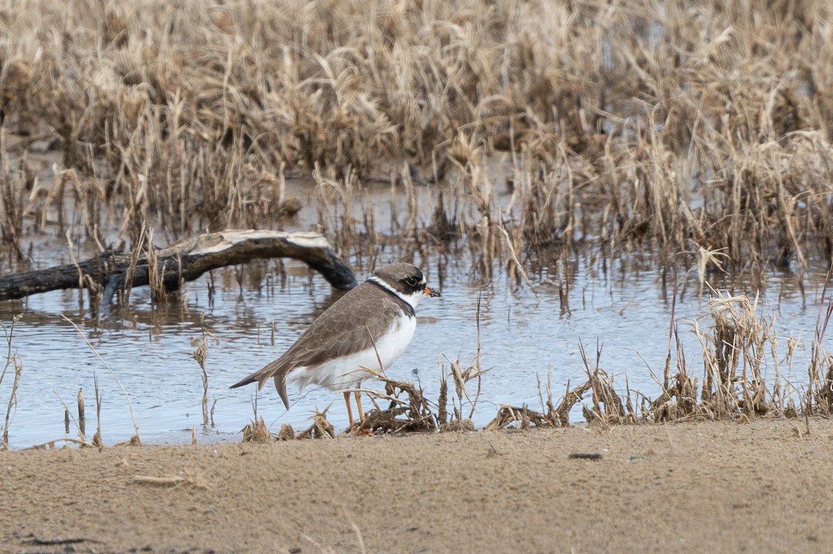 Semipalmated Plover - ML618981232