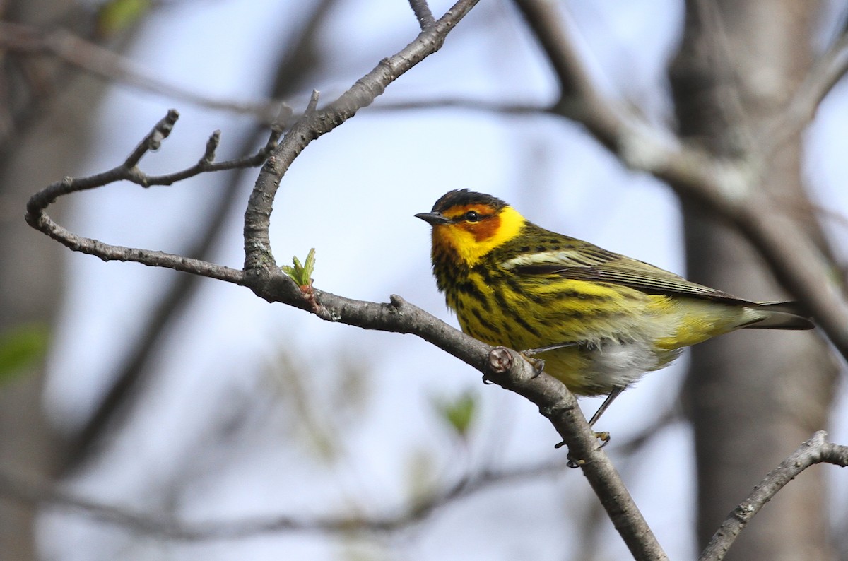 Cape May Warbler - ML618981233