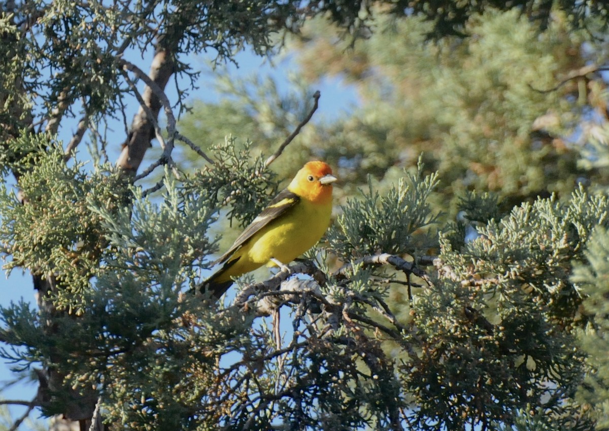 Western Tanager - ML618981256