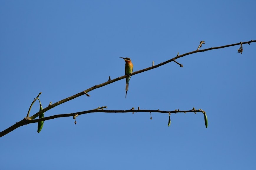 Blue-tailed Bee-eater - ML618981299