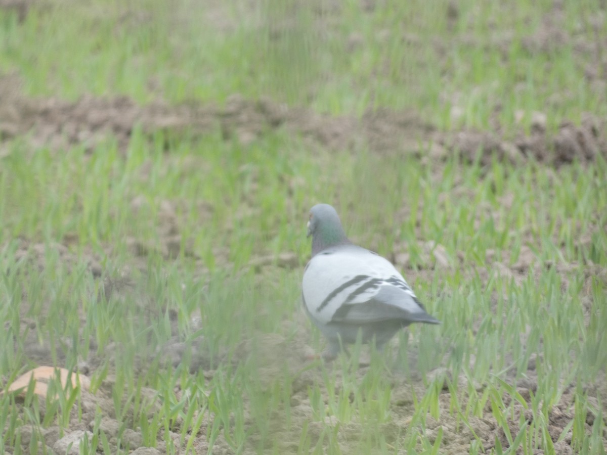 Rock Pigeon (Feral Pigeon) - ML618981306