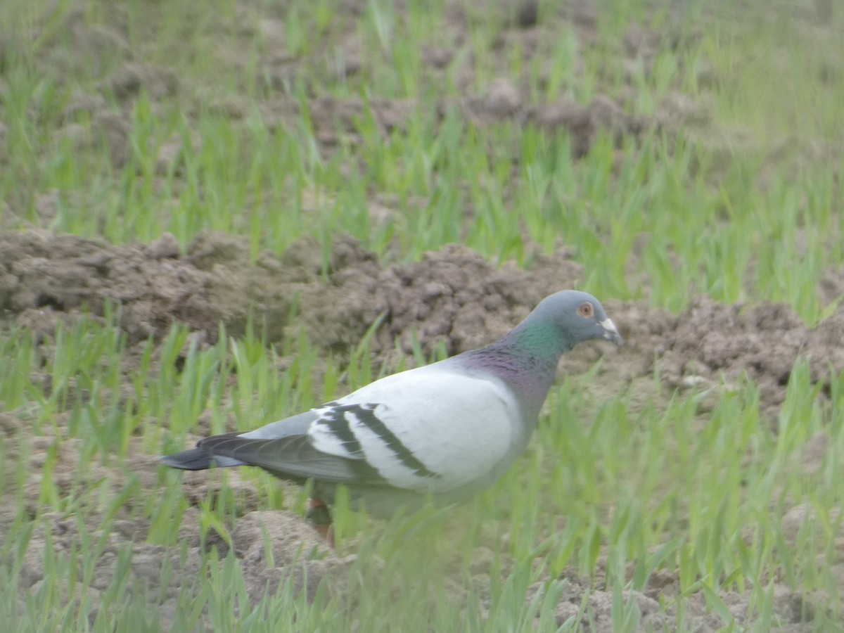 Rock Pigeon (Feral Pigeon) - ML618981307