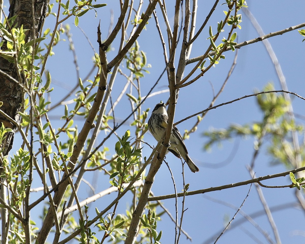Yellow-rumped Warbler (Myrtle) - ML618981314
