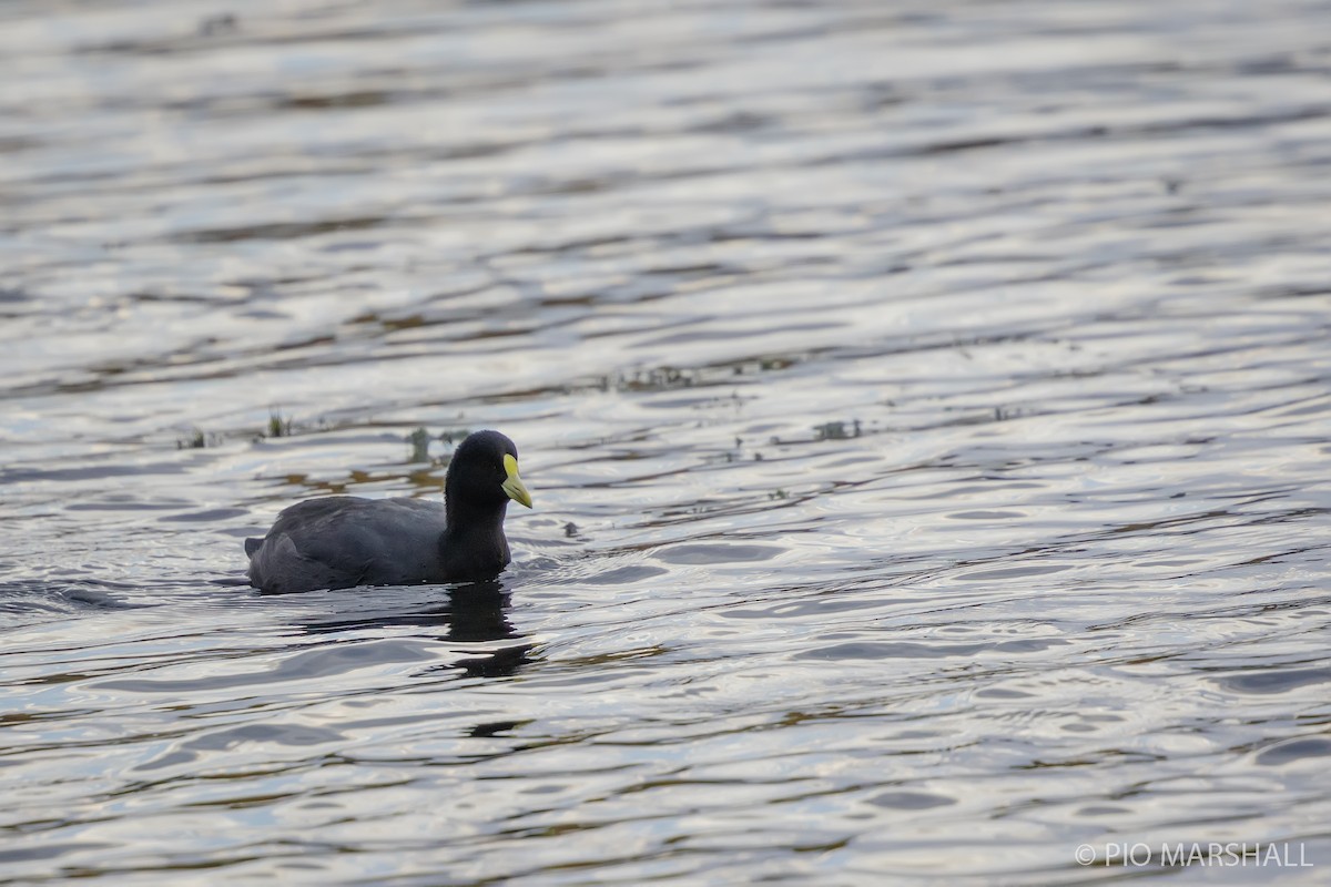 White-winged Coot - ML618981392