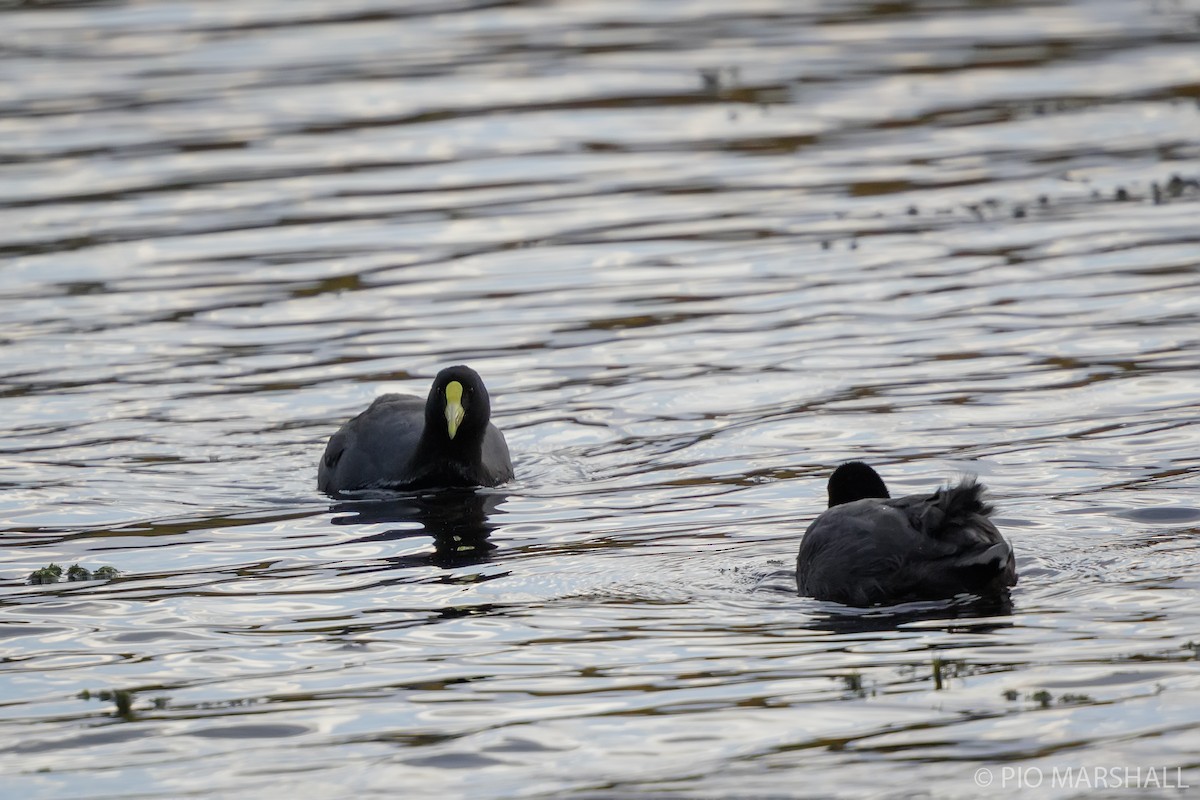 White-winged Coot - ML618981393