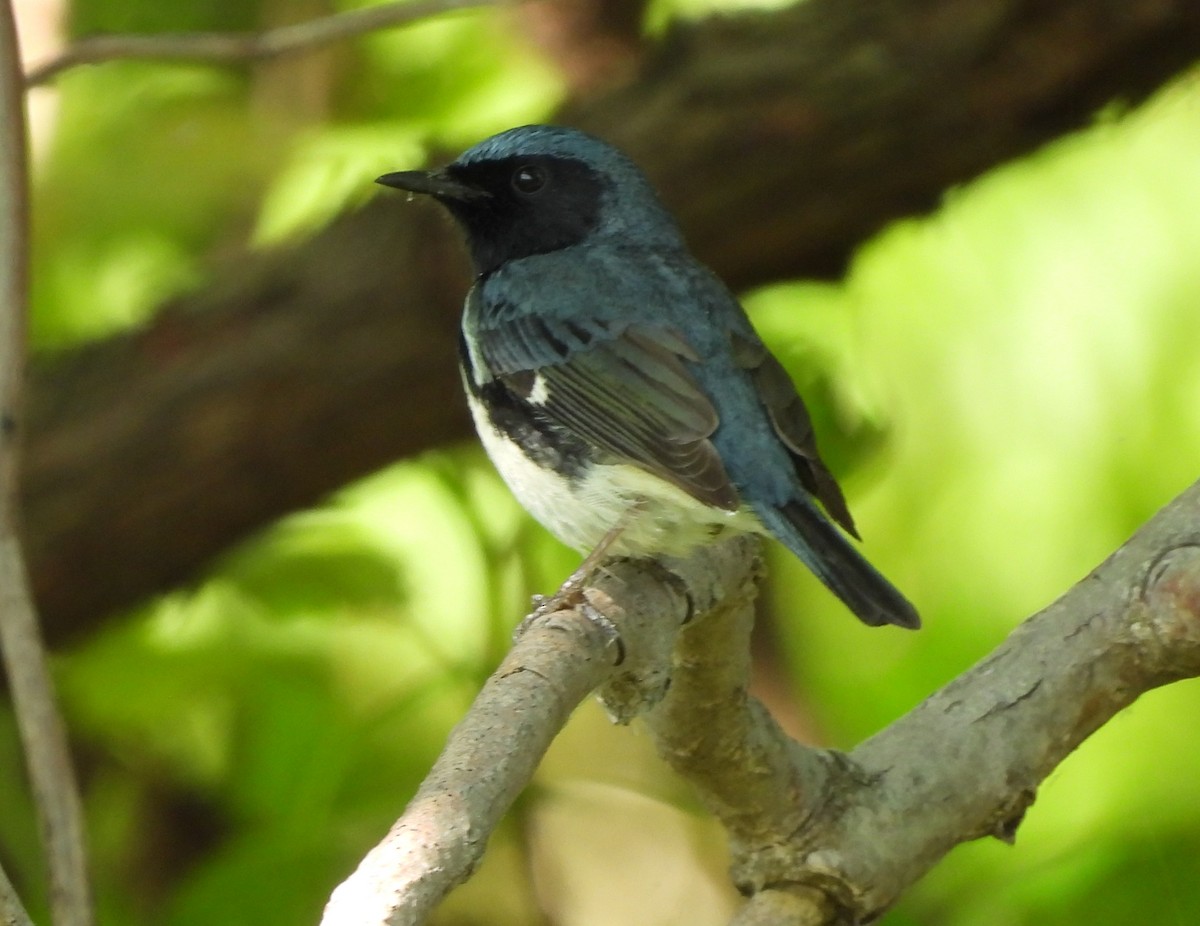 Black-throated Blue Warbler - ML618981401