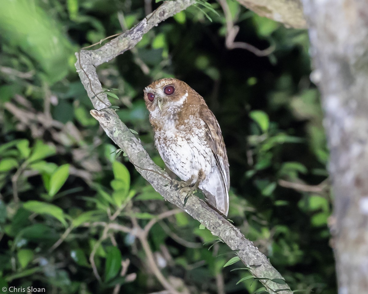 Puerto Rican Owl - Christopher Sloan