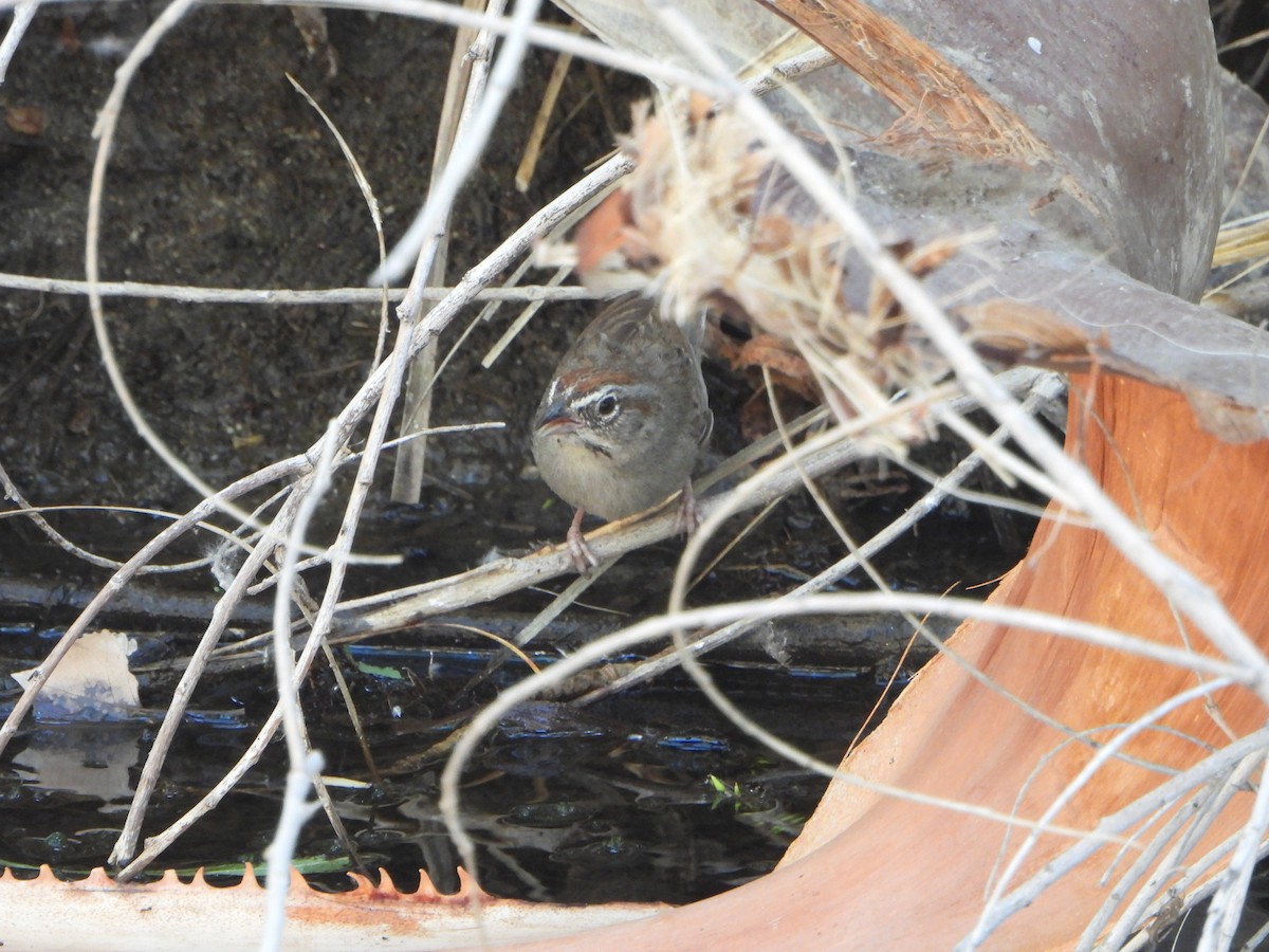 Rufous-crowned Sparrow - ML618981434