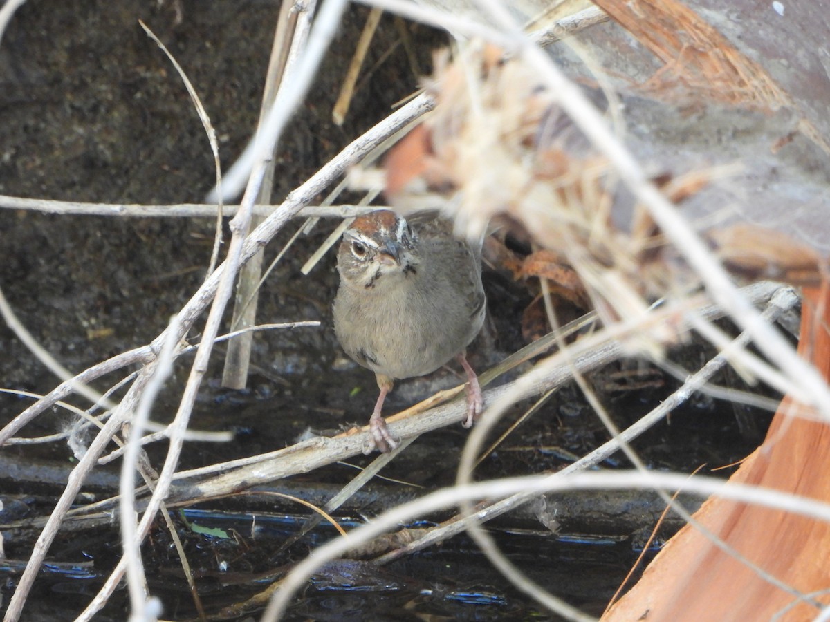 Rufous-crowned Sparrow - ML618981437