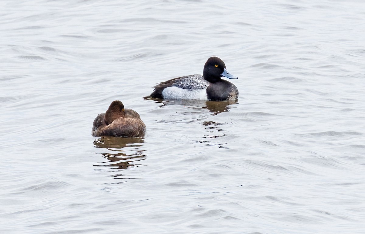 Greater Scaup - ML618981444