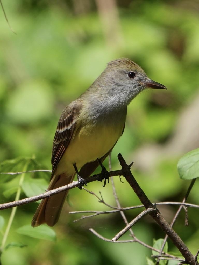 Great Crested Flycatcher - ML618981448