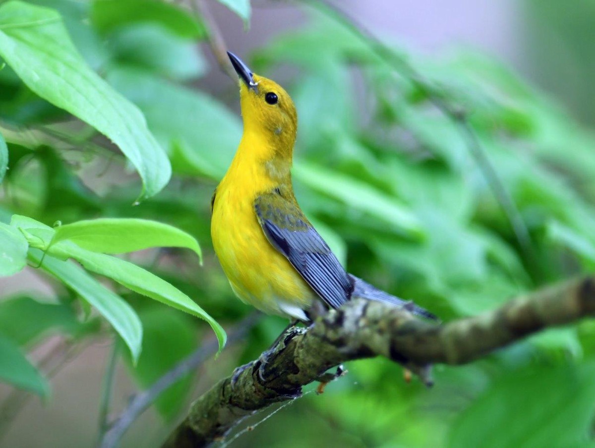 Prothonotary Warbler - ML618981449
