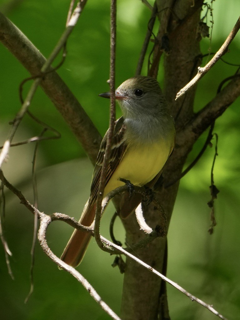 Great Crested Flycatcher - ML618981452