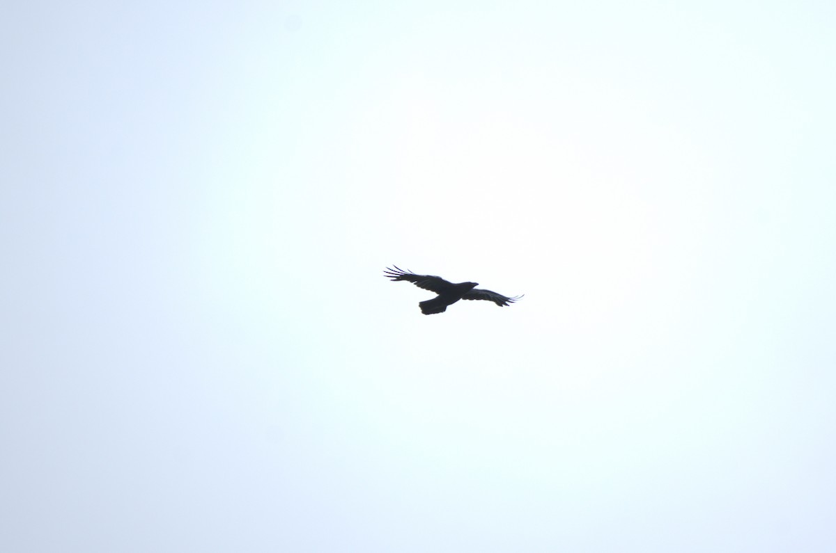 Common Raven - Umut Özten