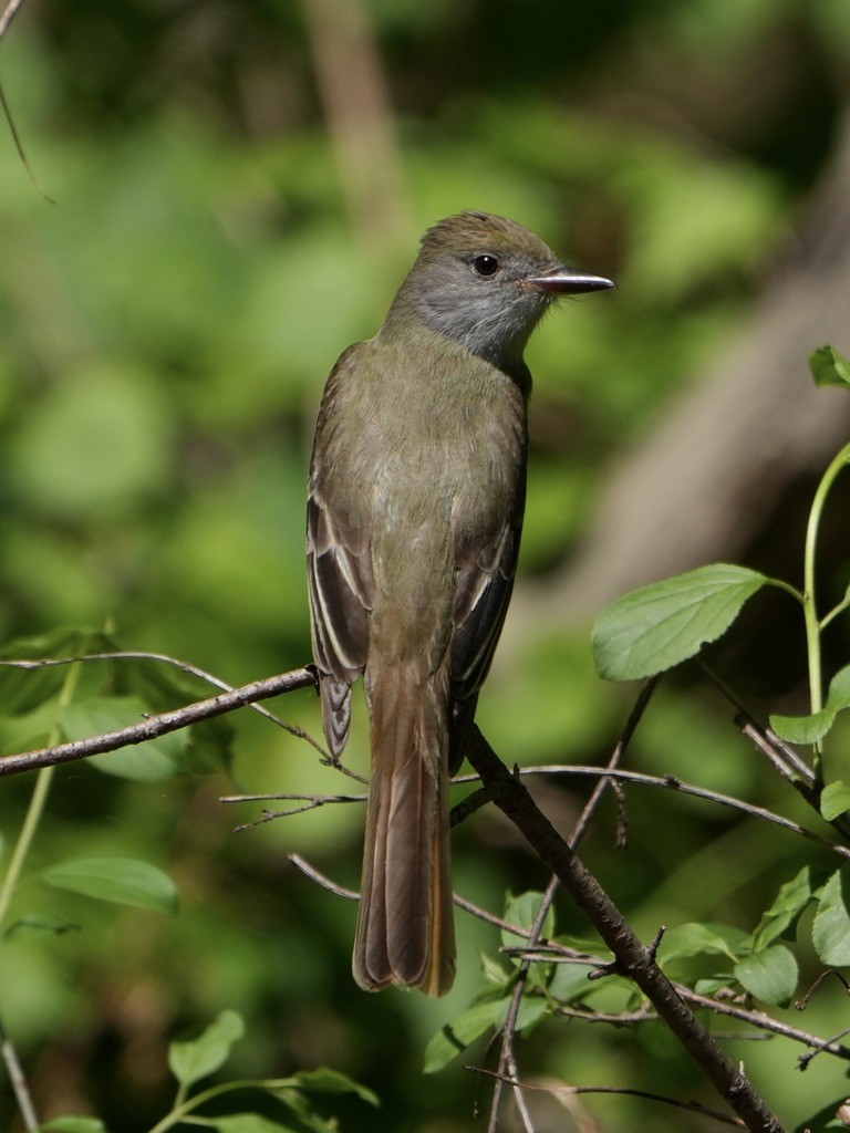 Great Crested Flycatcher - ML618981472
